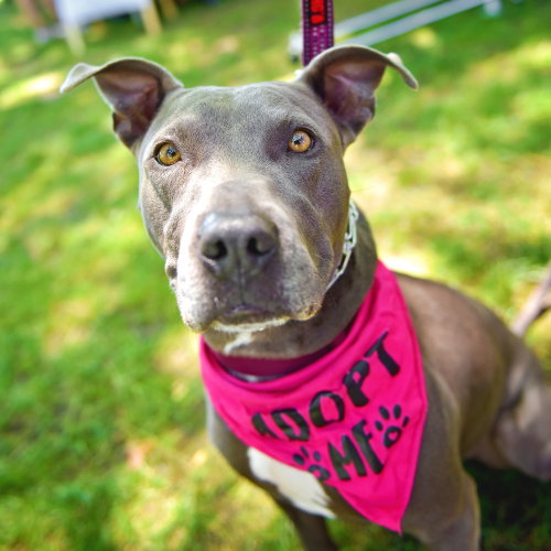 Grey, an adoptable Pit Bull Terrier in Oak Bluffs, MA