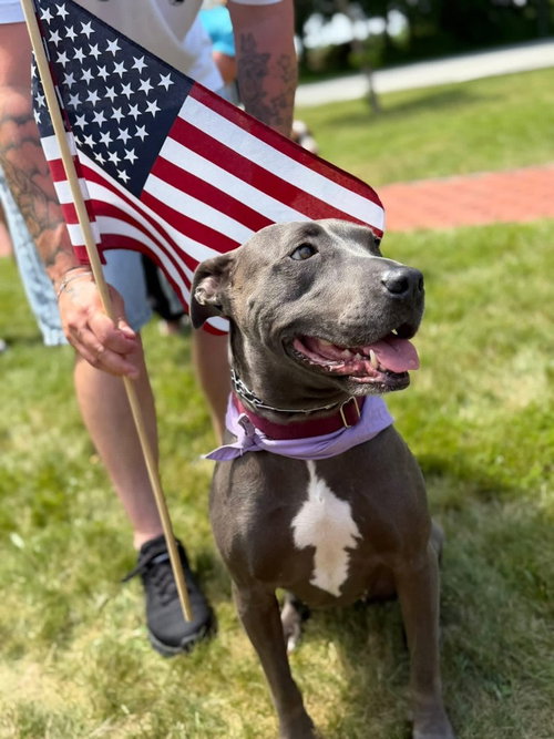 Grey, an adoptable Pit Bull Terrier in Oak Bluffs, MA