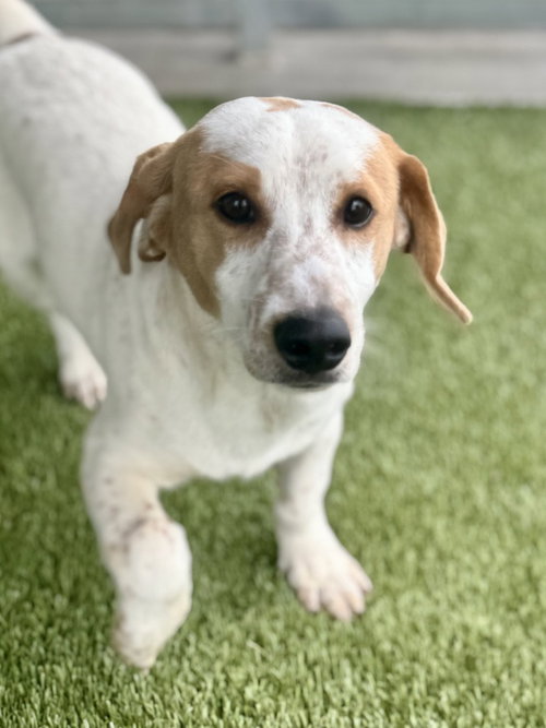 Frank, an adoptable Dachshund in Oak Bluffs, MA
