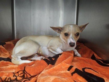 Mia, an adoptable Chihuahua in Oak Bluffs, MA