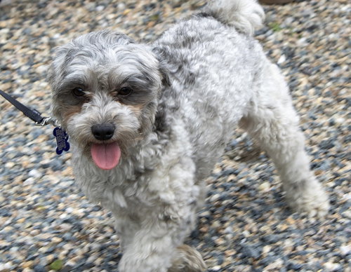 Pork Rind, an adoptable Poodle in Oak Bluffs, MA