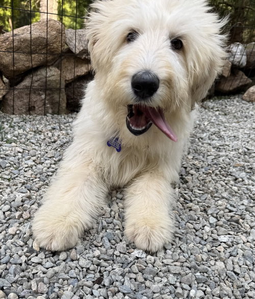 Cookie, an adoptable Poodle in Oak Bluffs, MA