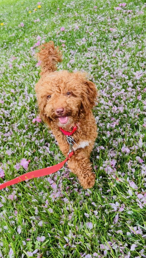Cheez-it, an adoptable Poodle in Oak Bluffs, MA