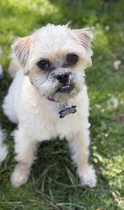 Broccoli Cheddar, an adoptable Brussels Griffon in Oak Bluffs, MA