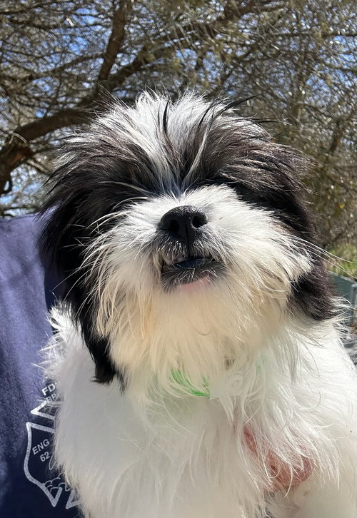 Bonwit, an adoptable Shih Tzu in Oak Bluffs, MA