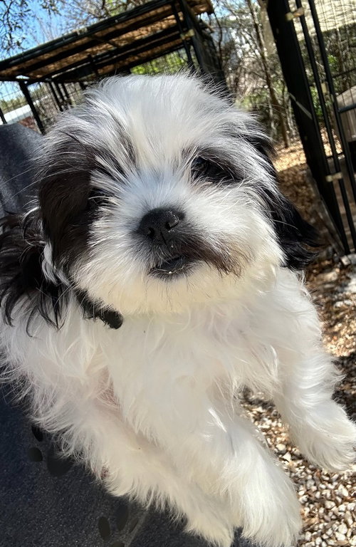 Taylor, an adoptable Shih Tzu in Oak Bluffs, MA
