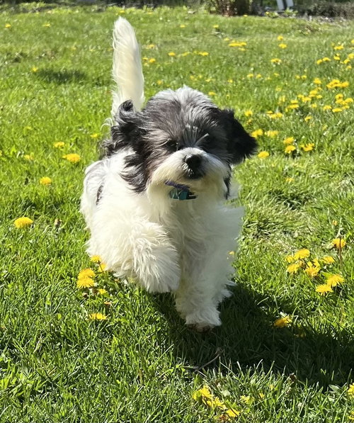 Franklin, an adoptable Shih Tzu in Oak Bluffs, MA