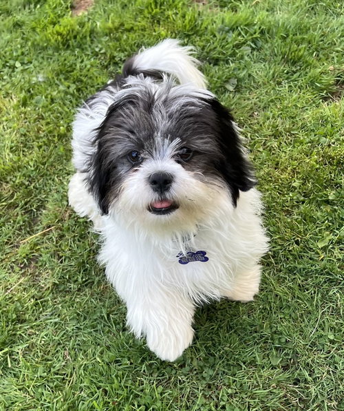 Franklin, an adoptable Shih Tzu in Oak Bluffs, MA
