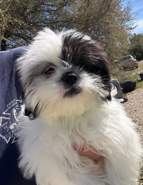 Lauren, an adoptable Shih Tzu in Oak Bluffs, MA