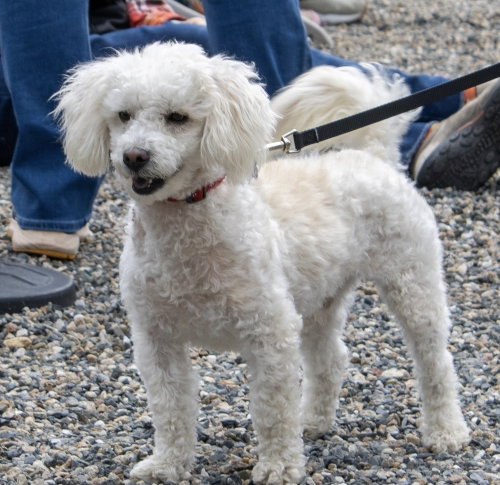 Funyun, an adoptable Poodle in Oak Bluffs, MA