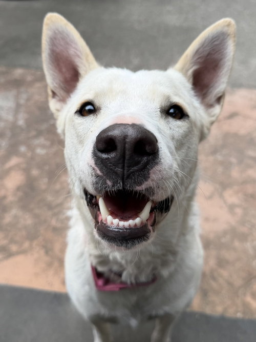 Liberty, an adoptable Shepherd in Oak Bluffs, MA
