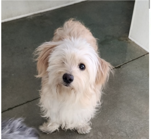 Columbo
