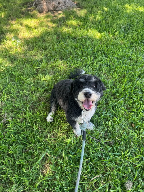 Otis