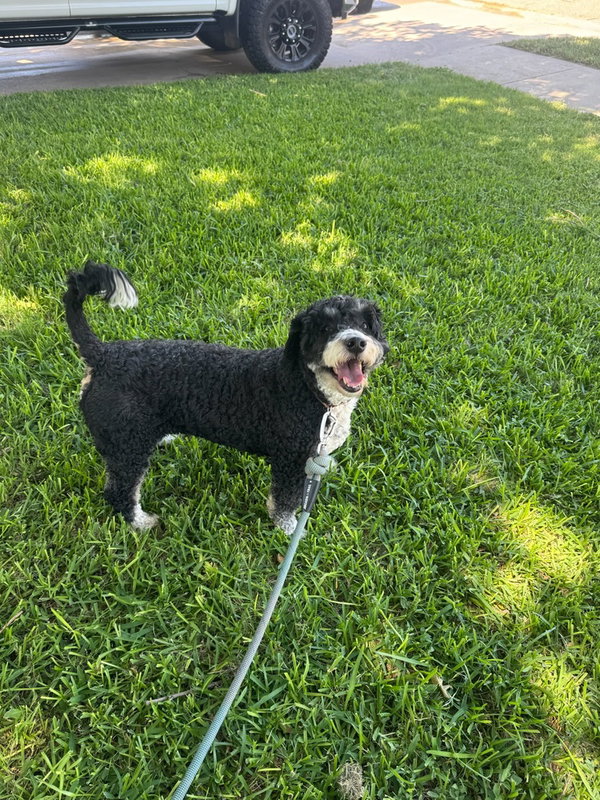 Otis