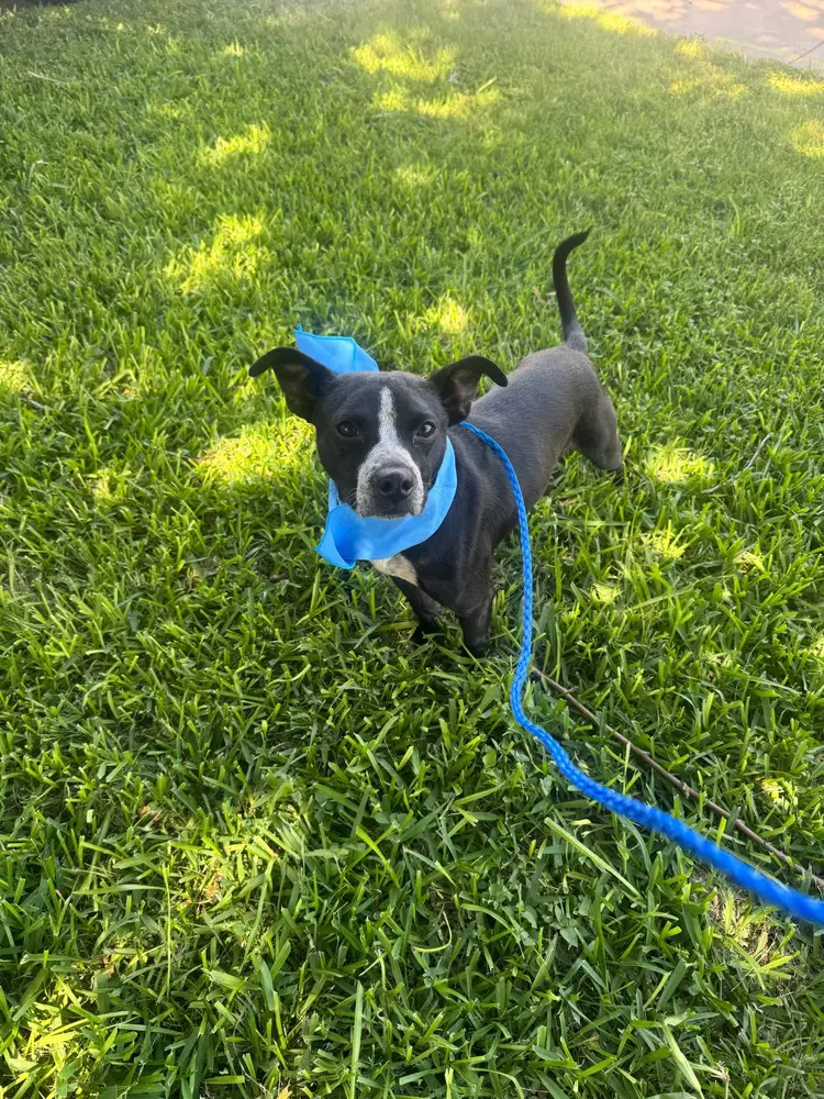 Enzo - Terrier