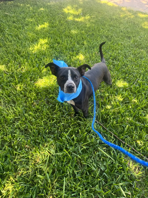 picture of the dog needing adoption