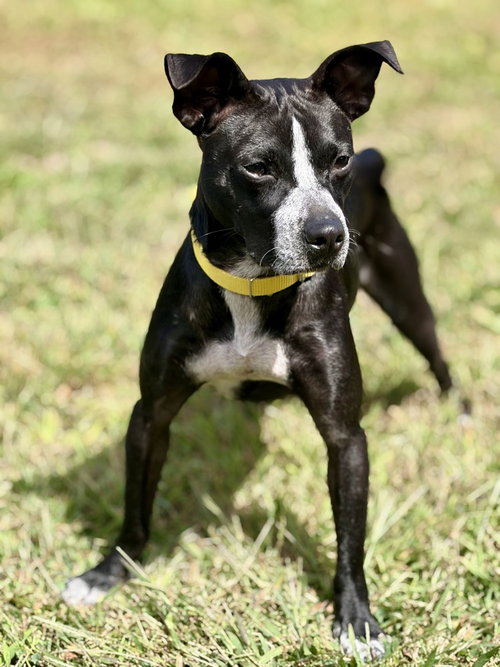 Enzo, a dog for adoption from Sandy Paws Rescue inc.