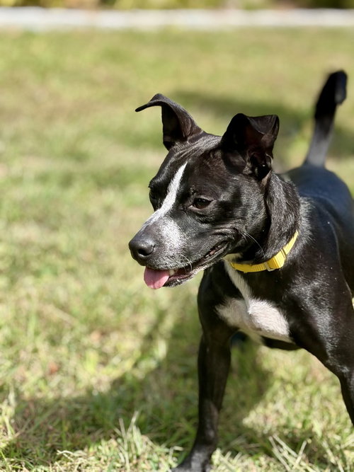 Photo 2 of Enzo