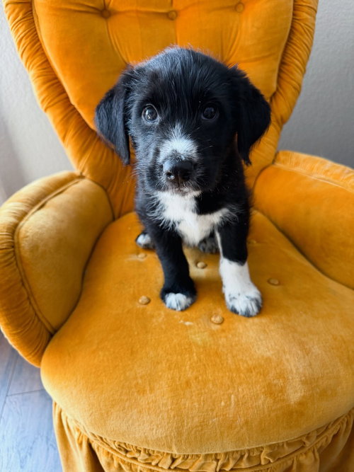 Cola, an adoptable Terrier in Oak Bluffs, MA