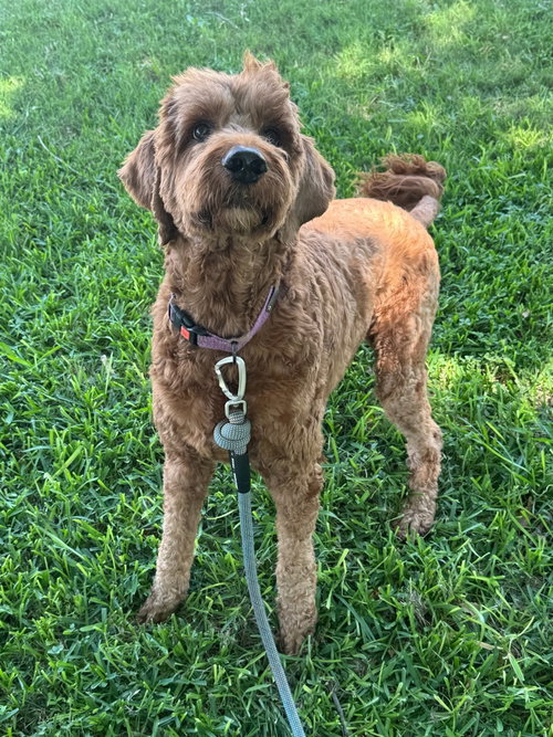 Rudy