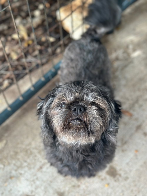 Dennis, an adoptable Shih Tzu in Oak Bluffs, MA