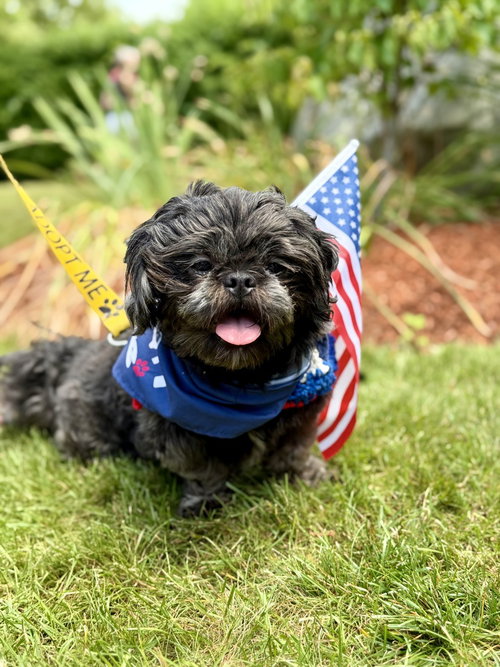 Dennis, an adoptable Shih Tzu in Oak Bluffs, MA