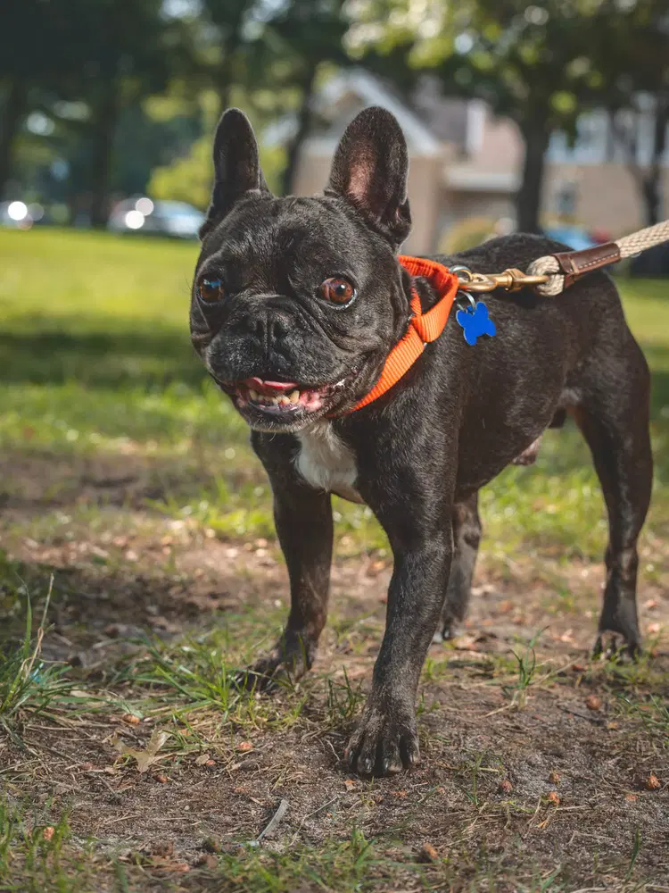 Zig Zag - French Bulldog