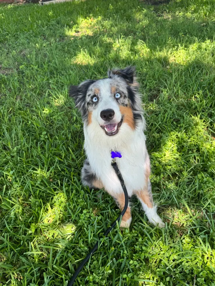 Kiefer - Australian Shepherd