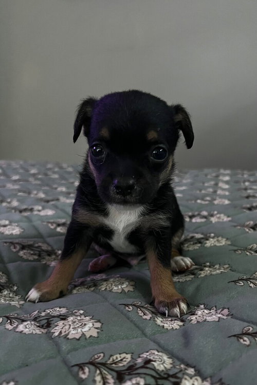 Nori