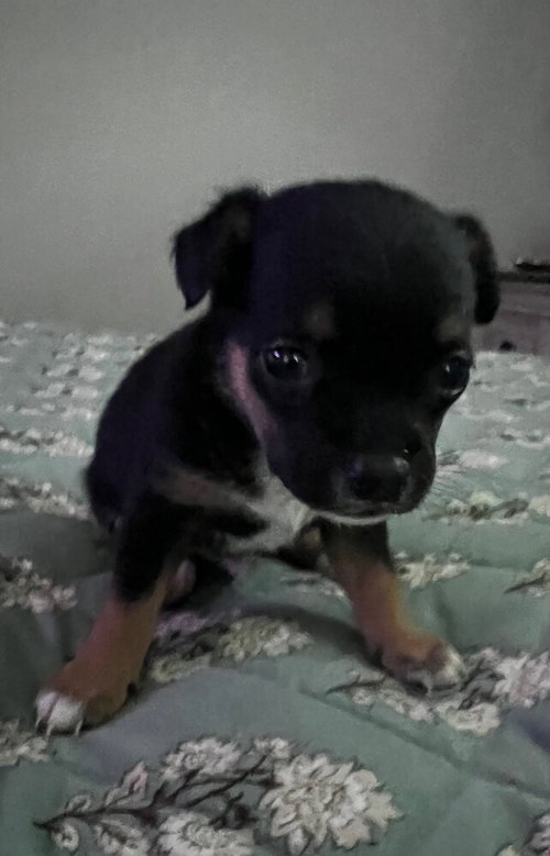 Nori photo 2