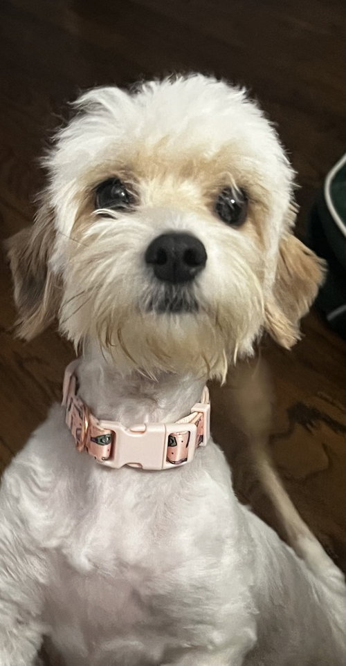 Mama Miso photo 4