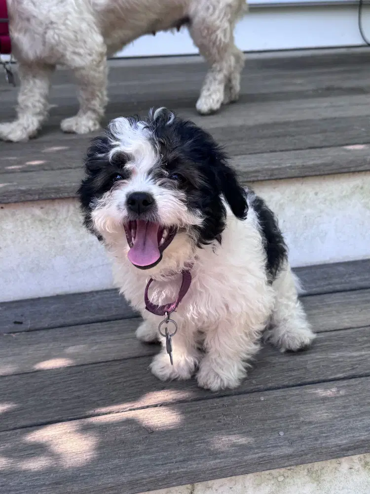 Nigiri - Terrier