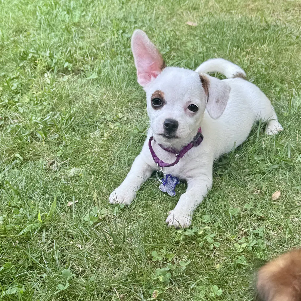 Sashimi - Terrier