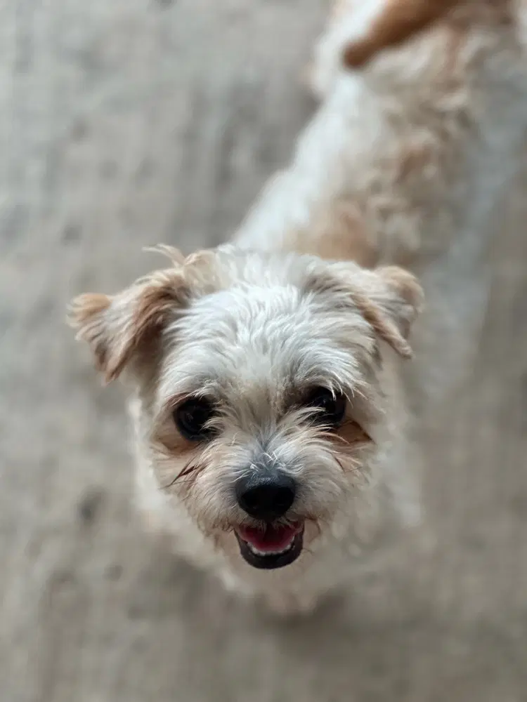 Mateo - Maltese