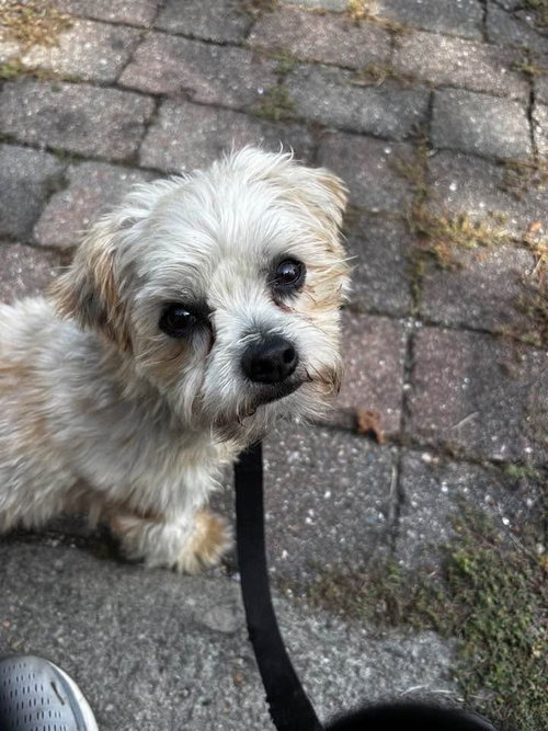 picture of the dog needing adoption