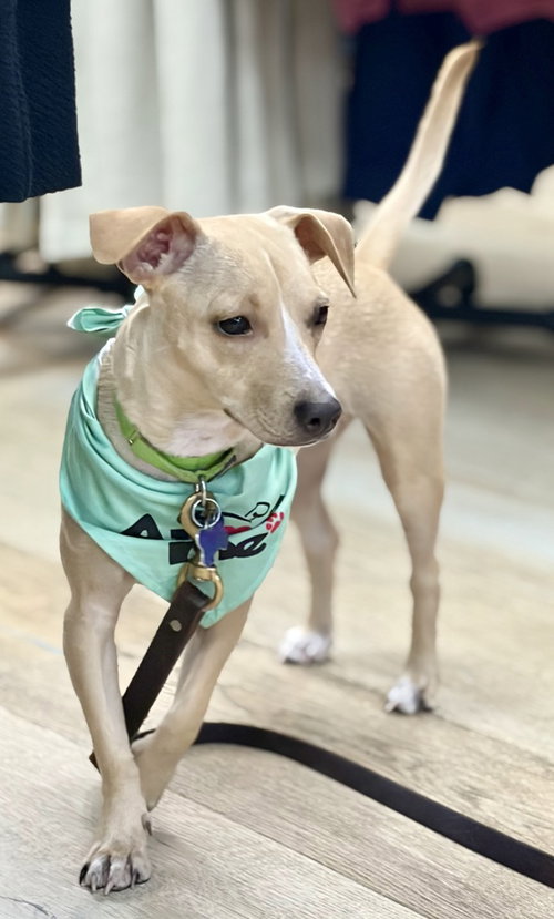 Pistachio, a dog for adoption from Sandy Paws Rescue inc.
