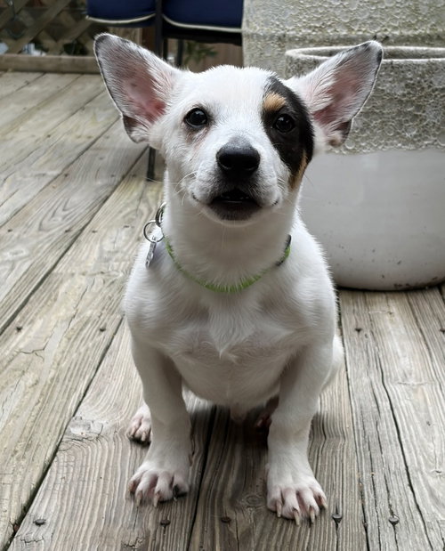 picture of the dog needing adoption