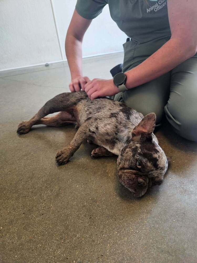 Midge - French Bulldog