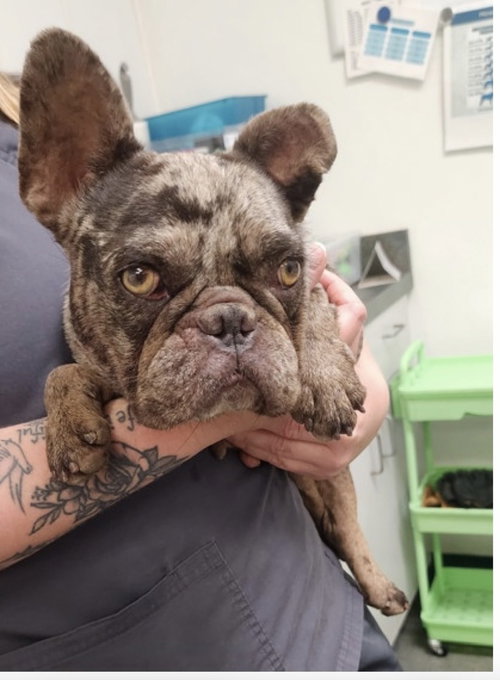 picture of the dog needing adoption
