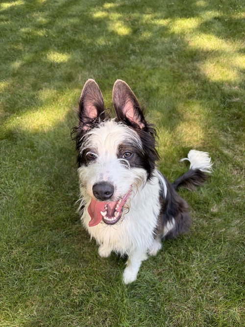 Flounder, a dog for adoption from Sandy Paws Rescue inc.