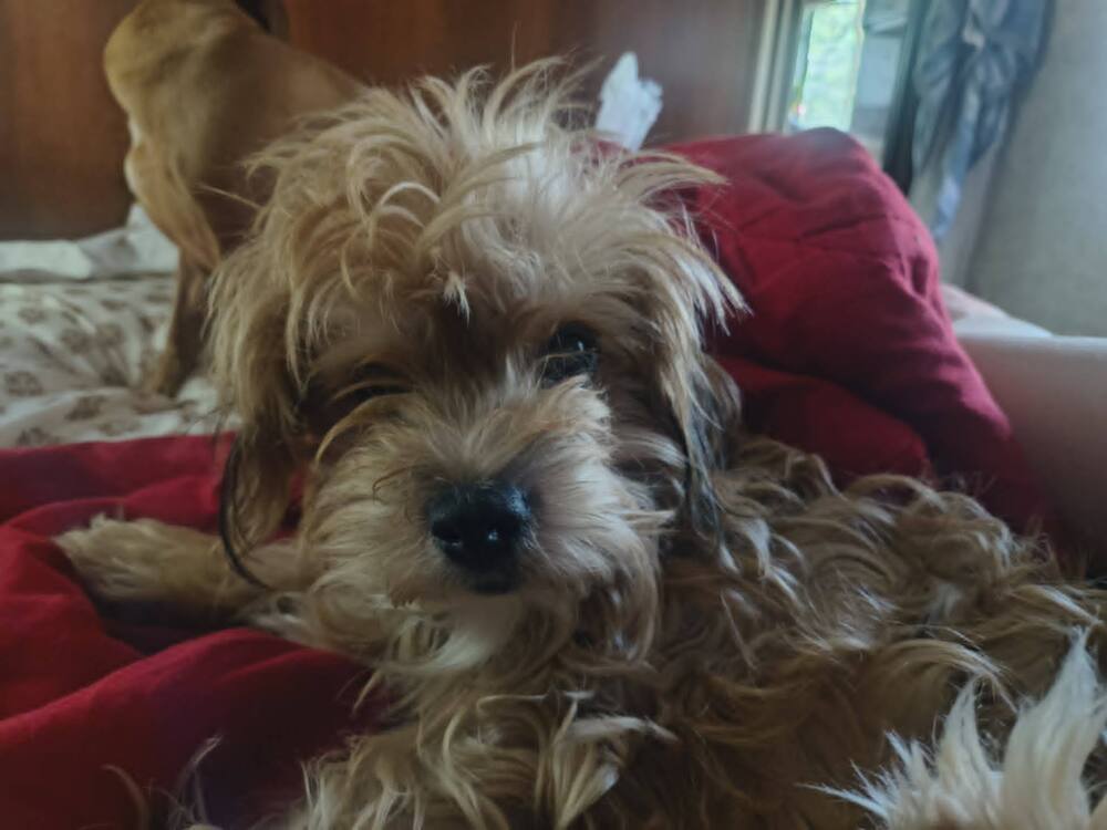 Brownie