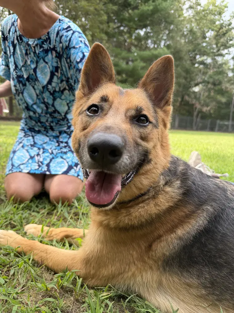 Claire - German Shepherd Dog