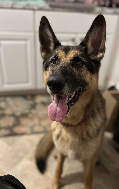 picture of the dog needing adoption