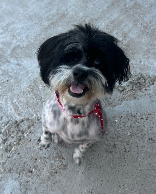 picture of the dog needing adoption