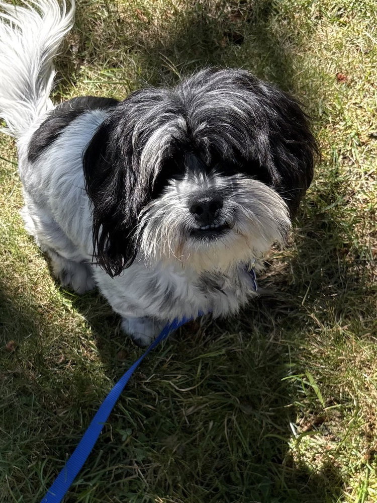 Whizzy, Shih Tzu
