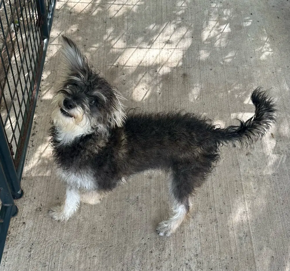 Ziggy - Schnauzer