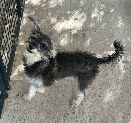 picture of the dog needing adoption