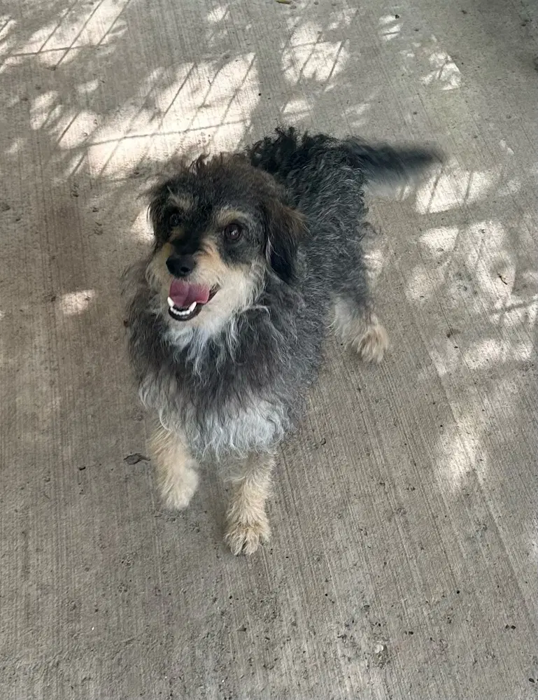 Marley - Schnauzer