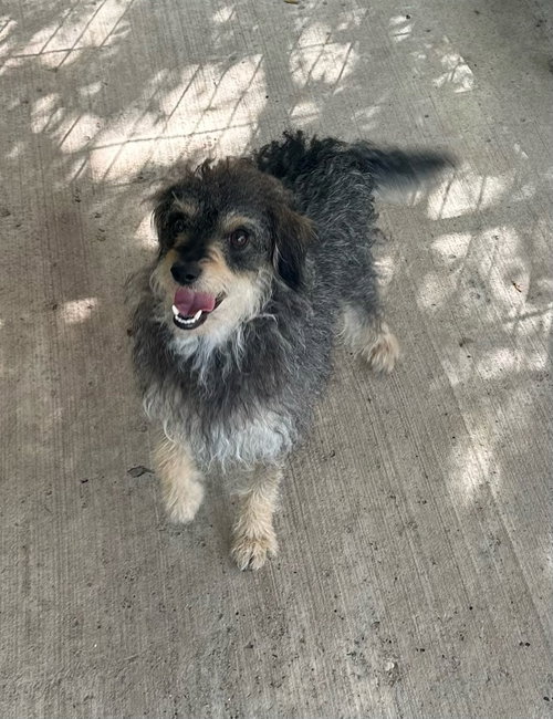 picture of the dog needing adoption