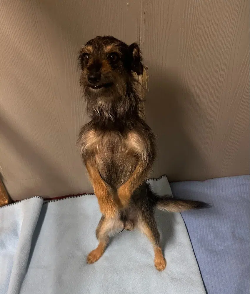 Bob - Schnauzer
